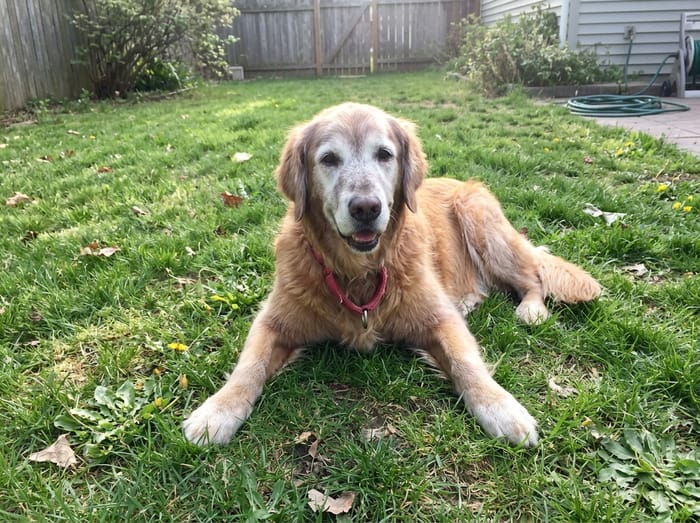Photo of their dog